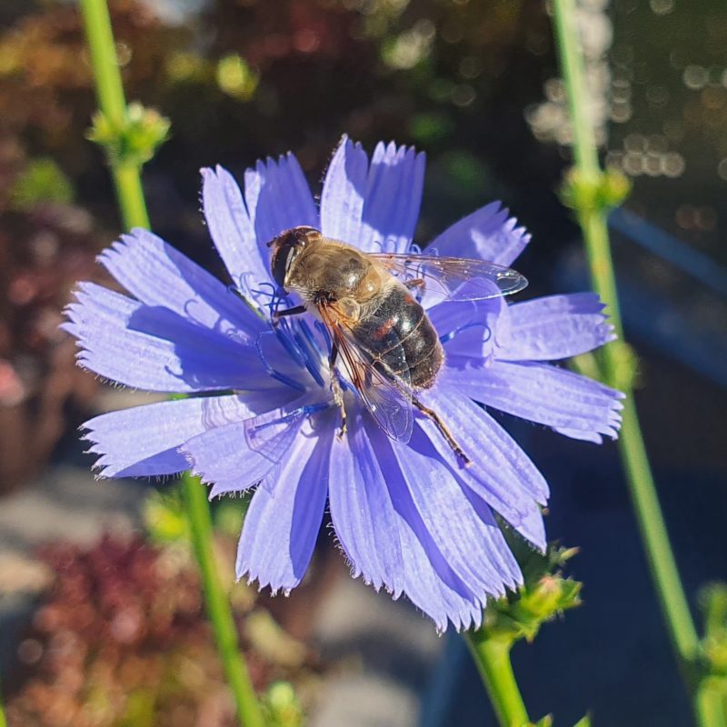 Kein Pflanzenversand bis 11. September, Wildblume Biene