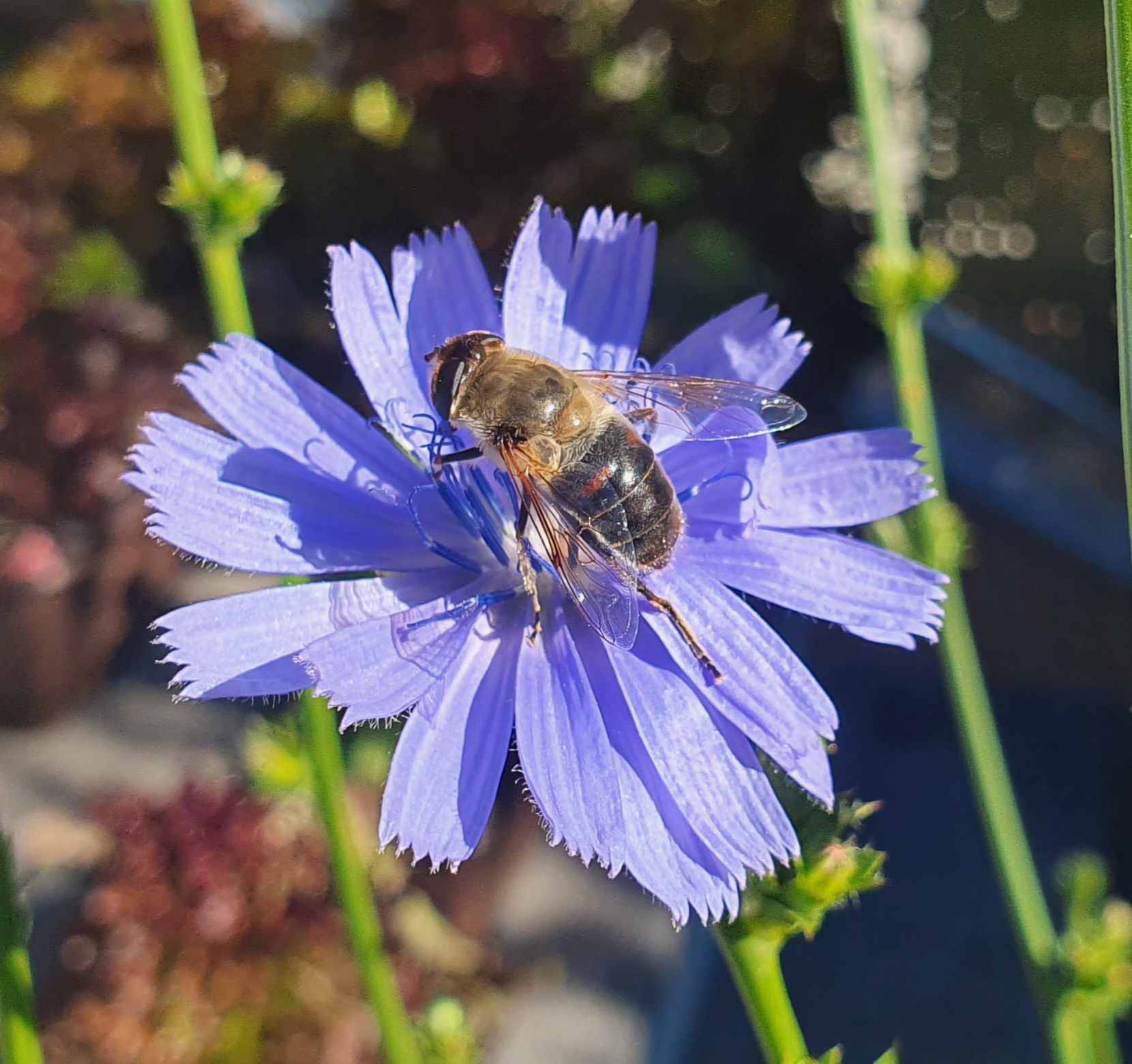 Kein Pflanzenversand bis 11. September, Wildblume Biene