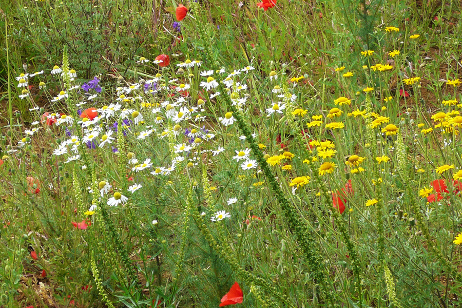 Wildblume, Klima- und Standort angepasst