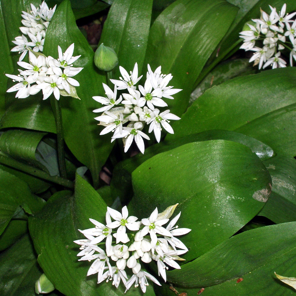 Wildblume, Allium Ursinum