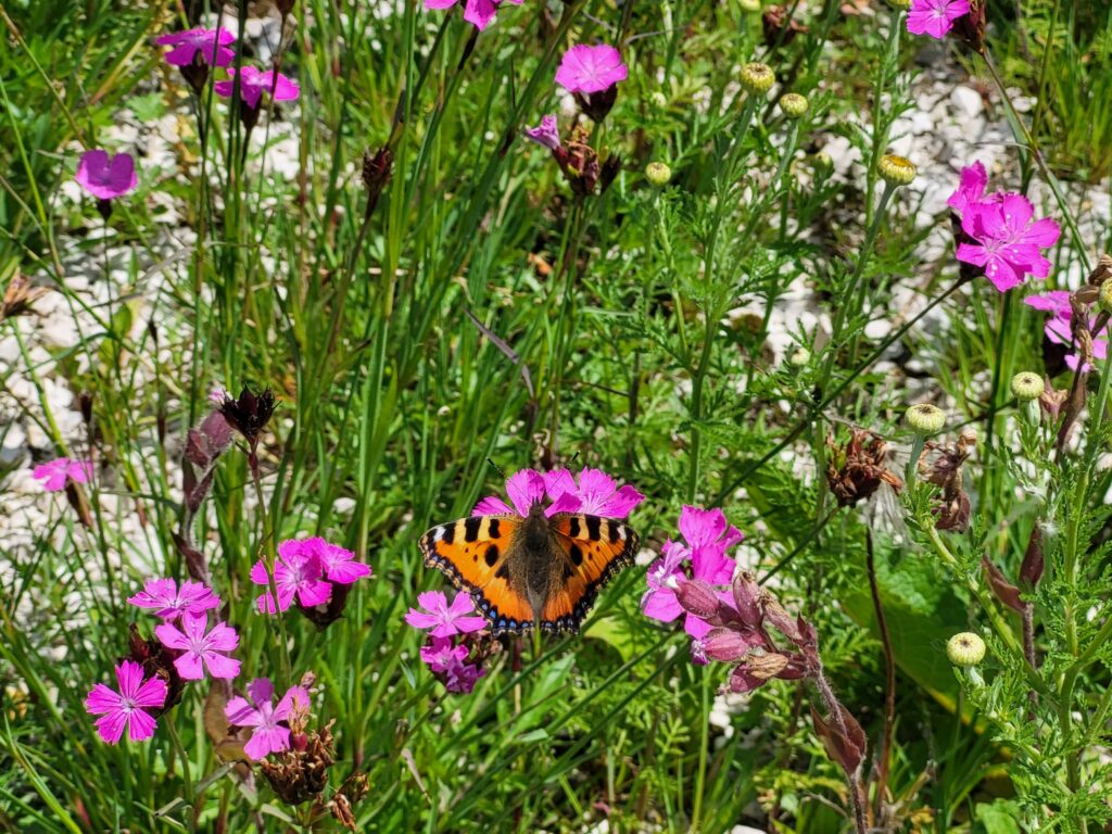 Pflanzungsbeispiele, Wildblume, Schmetterling