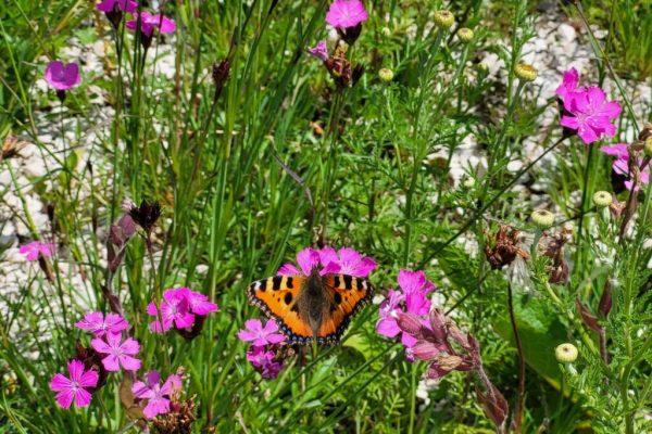 Pflanzungsbeispiel, Wildblumen, Schmetterling