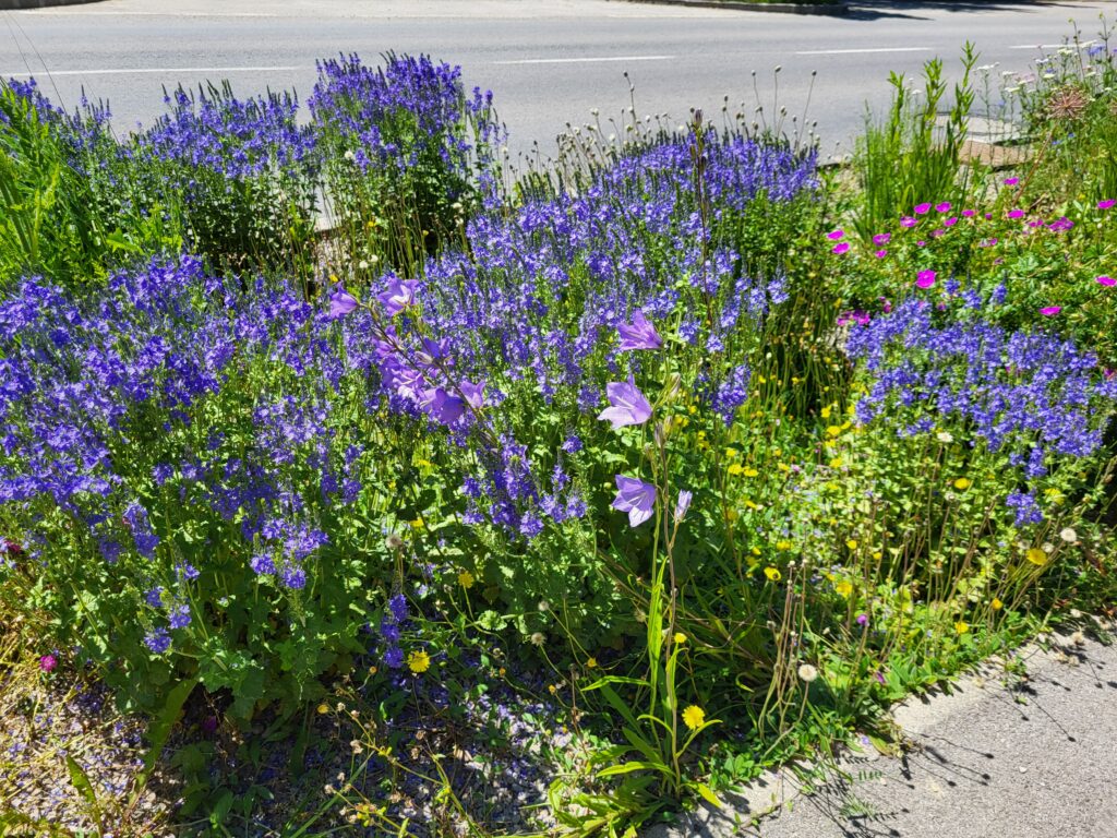 Pflanzungsbeispiele, Wildblumenbeet, Verschönerung, Mauerbach