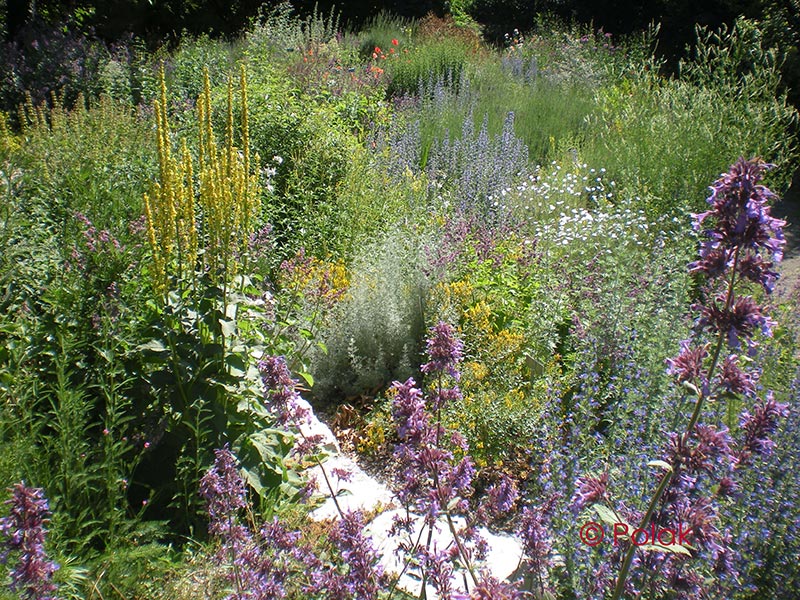 Naturgartenplanung, Wildblumenwiese