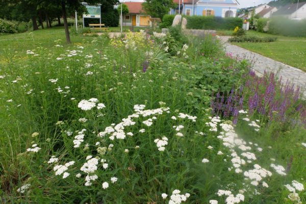 Pflanzungsbeispiel, Wildblumenbeet, Ollersdorf