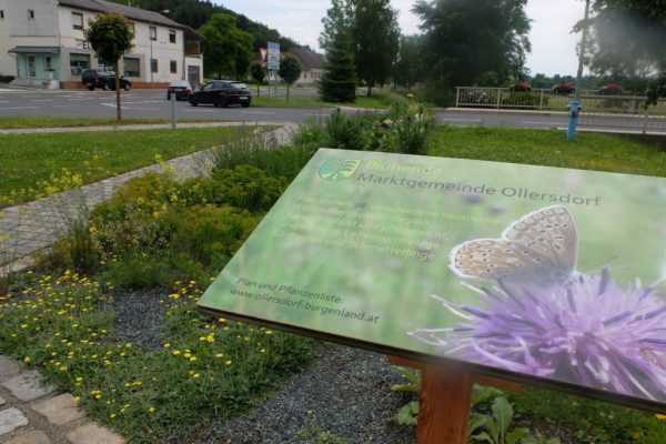 Pflanzungsbeispiel, Wildblumenbeet, Ollersdorf
