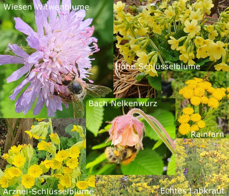 Neue Wildblumensamen in unserem Shop Wildeblumen
