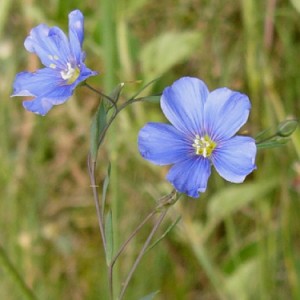 Der Österreichische Lein ist eine filigrane blau blühende Blume