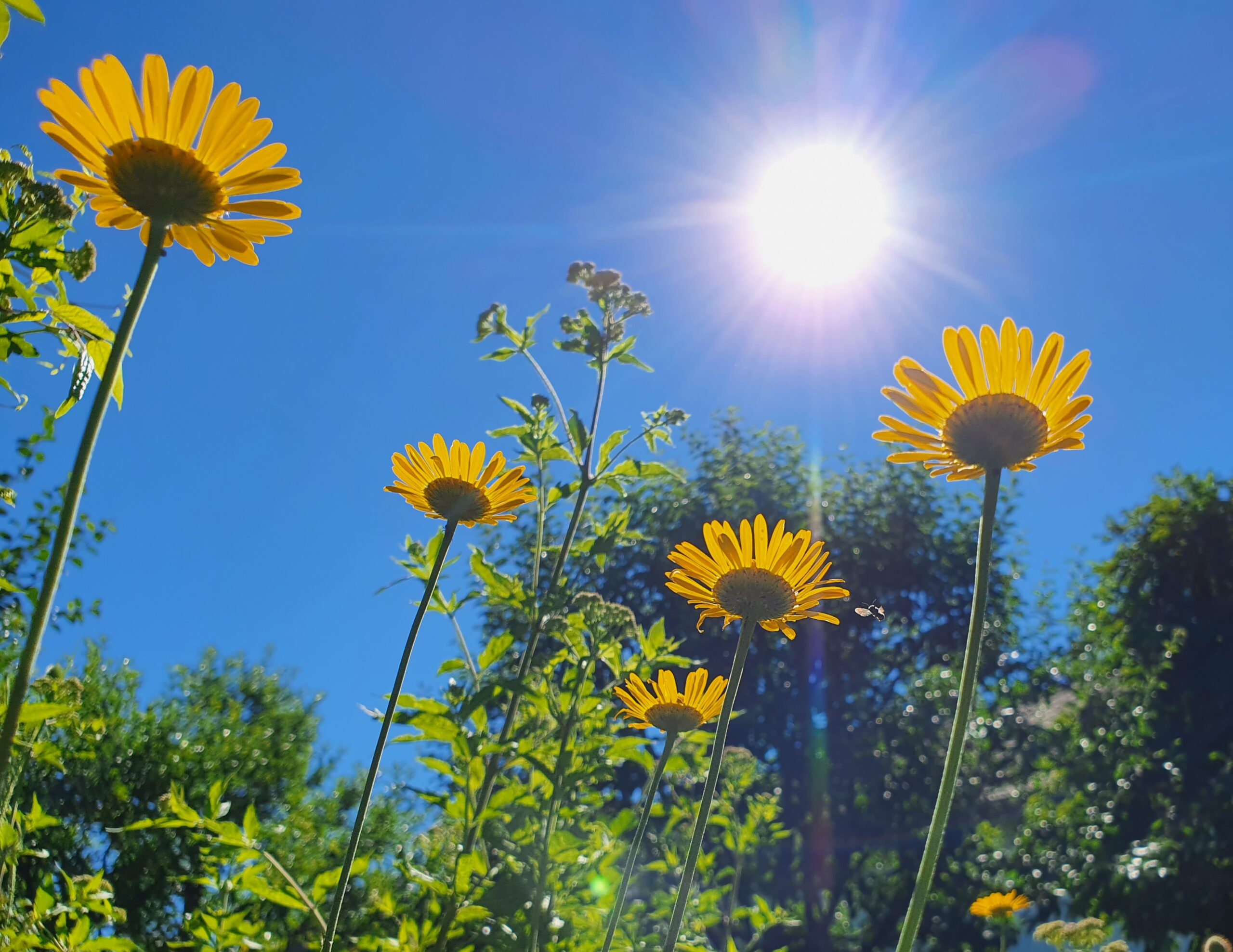 Summersale - der Sonne entgegen