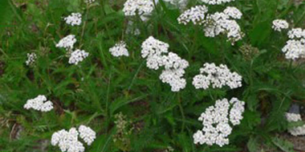 Weiß blühende Achillea millefolium / Echte Schafgarbe