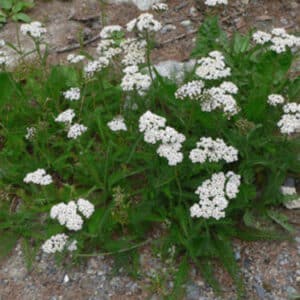 Weiß blühende Achillea millefolium / Echte Schafgarbe