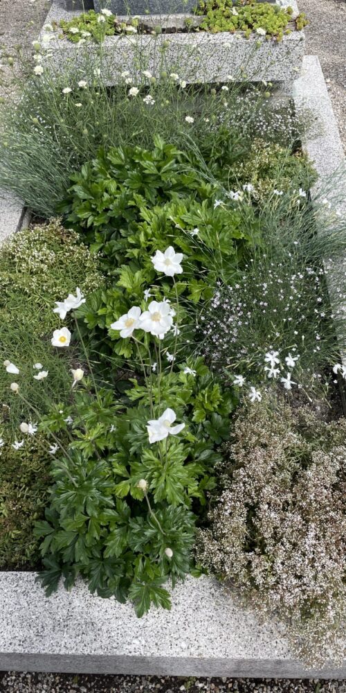 Eine Nachhaltige Grabbepflanzung mit Wilden Blumen ist ökologisch wertvoll und pflegeleicht.