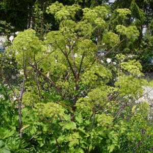 Angelica archangelica / Echte Engelwurz