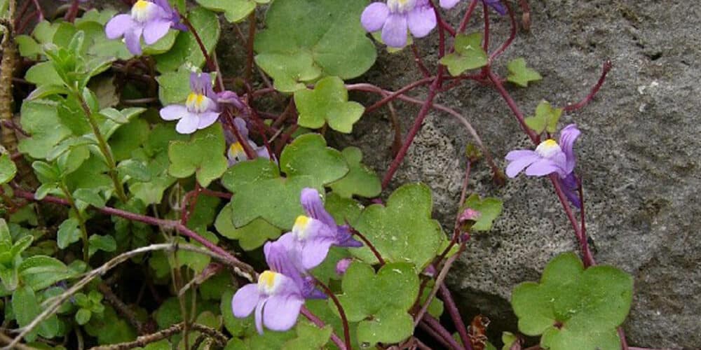 Zimbelkraut (Cymbalaria muralis) – heimische Wildpflanze von Wildeblumen