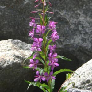 Epilobium angustifolium / Schlag-Weidenröschen