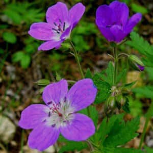 Geranium sylvaticum / Wald-Storchschnabel