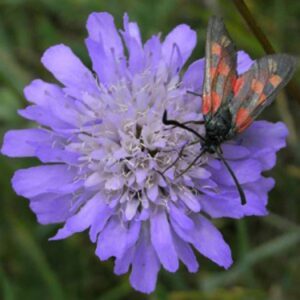 Knautia maxima / Wald-Witwenblume