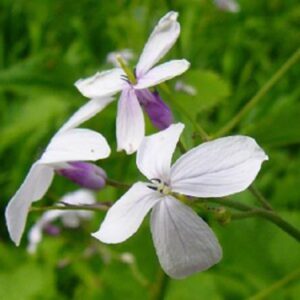 Lunaria rediviva / Wilde Mondviole