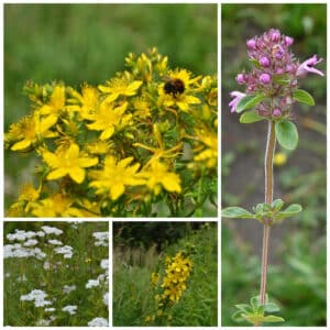 Die Collage zeigt die enthaltenen Pflanzen des Balkonsets 5b: Wildblumen für Smoothies und Tee in sonniger Lage, der Wildstaudengärtnerei Wilde Blumen