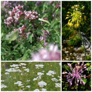 "Balkonset 17b: Heilkräftige Wildblumen" enthält 4 verschiedene Wildblumenarten für den Halbschatten, welche sich besonders für die Wildkräuterküche eignen.