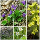 Die Collage zeigt die enthaltenen Pflanzen des Balkonsets 17b: Heilkräftige Wildblumen für den Halbschatten, der Wildstaudengärtnerei Wilde Blumen