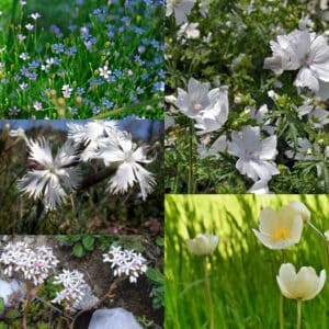 Die Collage zeigt die enthaltenen Pflanzen des Grab-Sets 02: WEISSE WOLKE, der Wildstaudengärtnerei Wilde Blumen