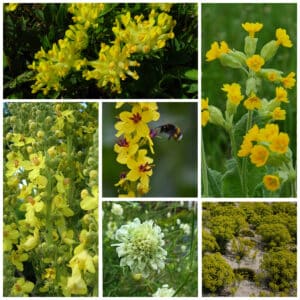 Die Collage zeigt die enthaltenen Pflanzen des Gartenset: Absdorfer Wildblumenband - Gelb, der Wildstaudengärtnerei Wilde Blumen