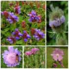 Die Collage zeigt die enthaltenen Pflanzen des Gartenset: Absdorfer Wildblumenband - Rosa, der Wildstaudengärtnerei Wilde Blumen