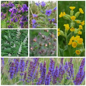 Die Collage zeigt die enthaltenen Pflanzen des Gartenset: Absdorfer Wildblumenband - Bunt, der Wildstaudengärtnerei Wilde Blumen