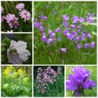 Die Collage zeigt die enthaltenen Pflanzen des Gartenset 01: Wildblumen bunt blühend, der Wildstaudengärtnerei Wilde Blumen