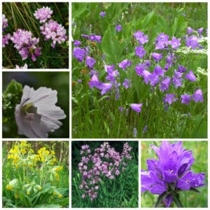 Die Collage zeigt die enthaltenen Pflanzen des Gartenset 01: Wildblumen bunt blühend, der Wildstaudengärtnerei Wilde Blumen