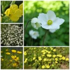 Die Collage zeigt die enthaltenen Pflanzen des Gartensets: Wildblumen, gelb blühend der Wildstaudengärtnerei Wilde Blumen