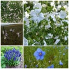 Die Collage zeigt die enthaltenen Pflanzen des Gartensets: Wildblumen, blau blühend der Wildstaudengärtnerei Wilde Blumen