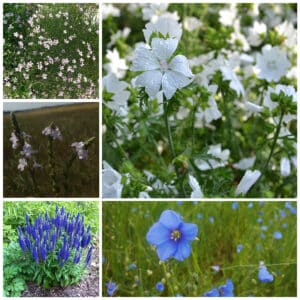 Die Collage zeigt die enthaltenen Pflanzen des Gartensets: Wildblumen, blau blühend der Wildstaudengärtnerei Wilde Blumen