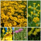 Die Collage zeigt die enthaltenen Pflanzen des Gartensets 04: Wildblumen für Wildbienen, gelb blühend, der Wildstaudengärtnerei Wilde Blumen