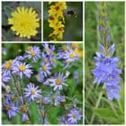 Die Collage zeigt die enthaltenen Pflanzen des Gartensets 05: Wildblumen für Wildbienen, blau blühend, der Wildstaudengärtnerei Wilde Blumen