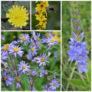 Die Collage zeigt die enthaltenen Pflanzen des Gartensets 05: Wildblumen für Wildbienen, blau blühend, der Wildstaudengärtnerei Wilde Blumen