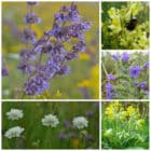 Die Collage zeigt die enthaltenen Pflanzen des Gartensets 06: Wildblumen für Hummeln, der Wildstaudengärtnerei Wilde Blumen