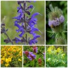 Die Collage zeigt die enthaltenen Pflanzen des Gartensets: Wildblumen für Hummeln, der Wildstaudengärtnerei Wilde Blumen