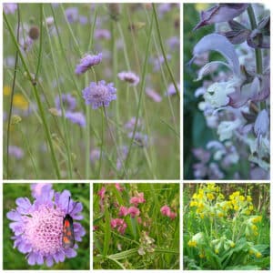 Die Collage zeigt die enthaltenen Pflanzen des Gartensets: Wildblumen für Holzbienen, der Wildstaudengärtnerei Wilde Blumen