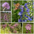 Die Collage zeigt die enthaltenen Pflanzen des Gartensets: Wildblumen für Distelfalter, der Wildstaudengärtnerei Wilde Blumen