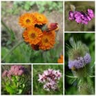 Die Collage zeigt die enthaltenen Pflanzen des Gartensets: Wildblumen für Zitronenfalter, der Wildstaudengärtnerei Wilde Blumen