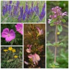 Die Collage zeigt die enthaltenen Pflanzen des Gartensets: Wildblumen für Bläulinge, der Wildstaudengärtnerei Wilde Blumen