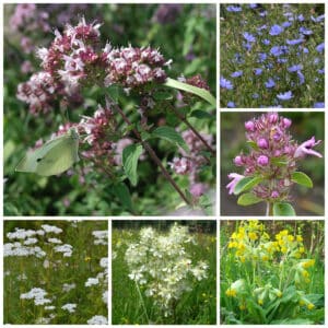 Die Collage zeigt die enthaltenen Pflanzen des Gartensets: Wildblumen mit heilsamer Wirkung, der Wildstaudengärtnerei Wilde Blumen