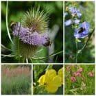 Die Collage zeigt die enthaltenen Pflanzen des Garten-Sets: Wildblumen für Staudenhecken, der Wildstaudengärtnerei Wilde Blumen