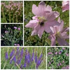 Die Collage zeigt die enthaltenen Pflanzen des Gartenset 14: Wildblumen für das Pannon, der Wildstaudengärtnerei Wilde Blumen