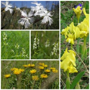 Die Collage zeigt die enthaltenen Pflanzen des Gartenset 15: Wildblumen für das Pannon, der Wildstaudengärtnerei Wilde Blumen