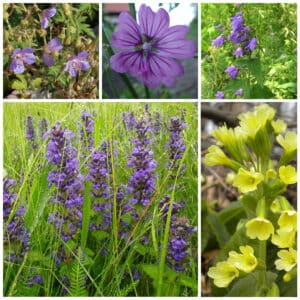 Die Collage zeigt die enthaltenen Pflanzen des Gartenset 20: Wildblumen für Wildbienen, der Wildstaudengärtnerei Wilde Blumen