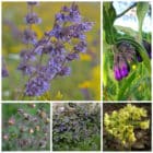 Die Collage zeigt die enthaltenen Pflanzen des Gartenset 21: Wildblumen für Hummeln, der Wildstaudengärtnerei Wilde Blumen