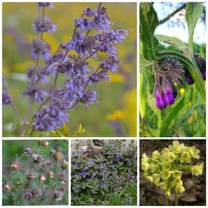 Die Collage zeigt die enthaltenen Pflanzen des Gartenset 21: Wildblumen für Hummeln, der Wildstaudengärtnerei Wilde Blumen